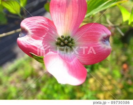 ハナミズキ 89730386