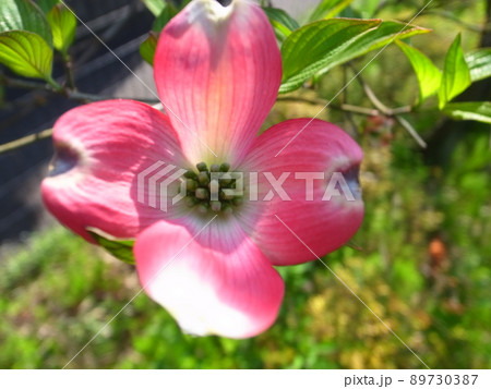 ハナミズキ 89730387