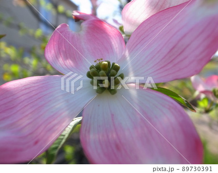 ハナミズキ 89730391