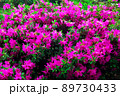 ツツジの花 89730433