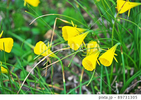 黄色いラッパ型のスイセン（春、三月） 89731305
