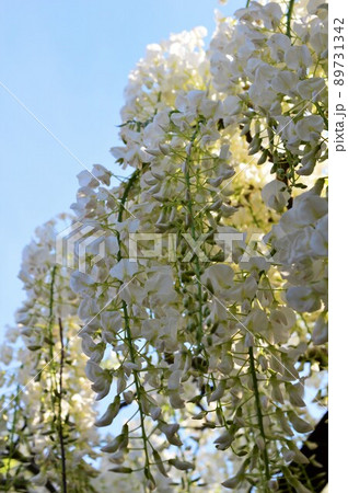 青空と藤(フジ)白 青空と藤(フジ)白 89731342