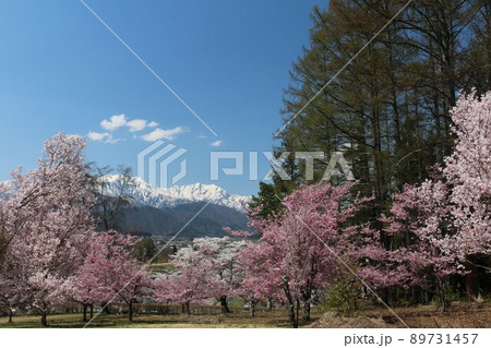大町市市民の森から眺める桜と北アルプス 89731457
