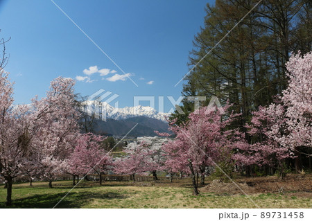 大町市市民の森から眺める桜と北アルプス 大町市市民の森から眺める桜と北アルプス 89731458