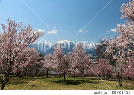 大町市市民の森から眺める桜と北アルプス 大町市市民の森から眺める桜と北アルプス 89731459