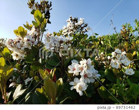 神奈川県茅ケ崎市の茅ヶ崎海岸の浜辺で咲くシャリンバイの群生【4月】 89731462