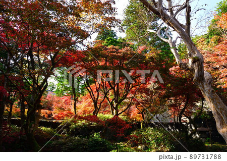 中野邸記念館の紅葉（新潟県） 89731788