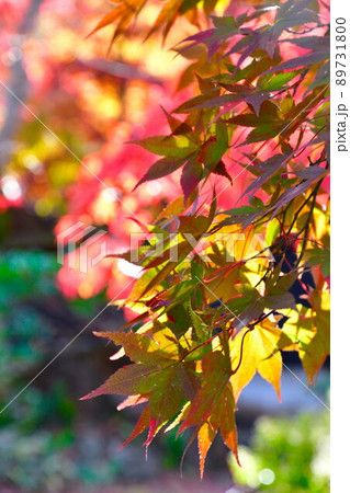 中野邸記念館の紅葉(新潟県) 中野邸記念館の紅葉(新潟県) 89731800