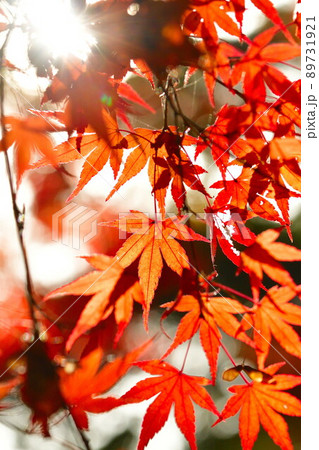 中野邸記念館の紅葉(新潟県) 中野邸記念館の紅葉(新潟県) 89731921