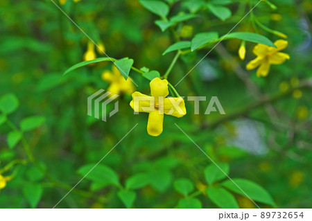 黄色いキソケイの花(春、五月) 黄色いキソケイの花(春、五月) 89732654