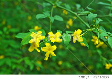 黄色いキソケイの花(春、五月) 黄色いキソケイの花(春、五月) 89732655