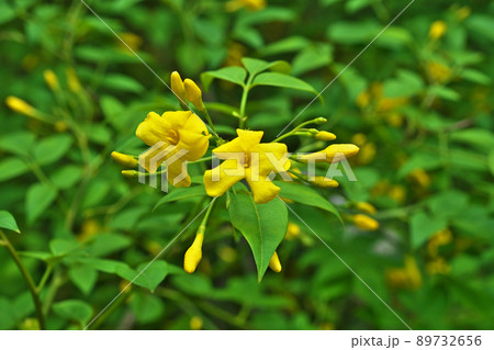 黄色いキソケイの花(春、五月) 黄色いキソケイの花(春、五月) 89732656