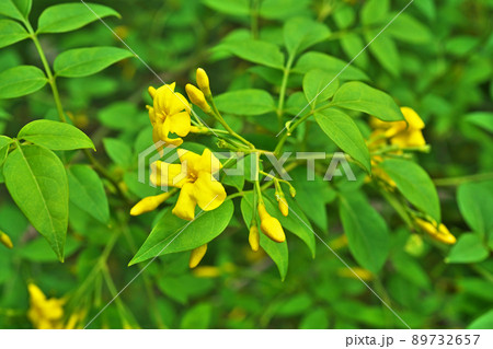 黄色いキソケイの花(春、五月) 黄色いキソケイの花(春、五月) 89732657