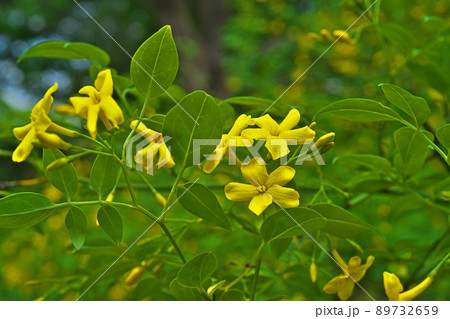 黄色いキソケイの花(春、五月) 黄色いキソケイの花(春、五月) 89732659