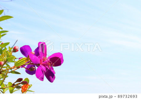 ノボタン 紫色の花 ノボタン 紫色の花 89732693