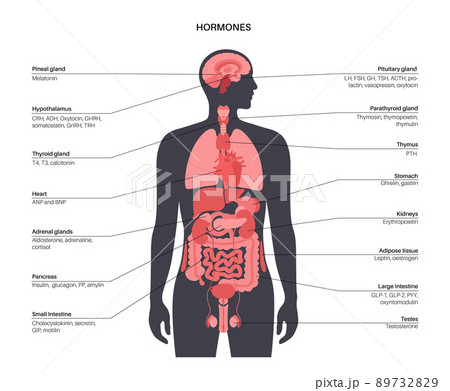 Hormones in human body 89732829