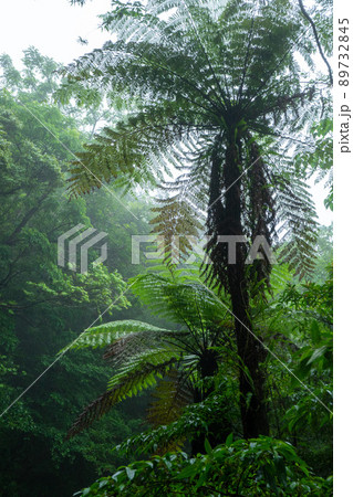 奄美・世界自然遺産の森 89732845