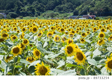 益子町のひまわり畑 89733254