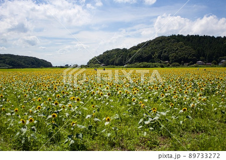 夏空を背景に一面のひまわり畑　益子町 89733272