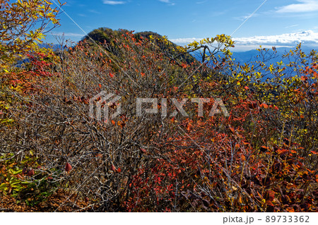 紅葉の清八山から見る本社ヶ丸 89733362