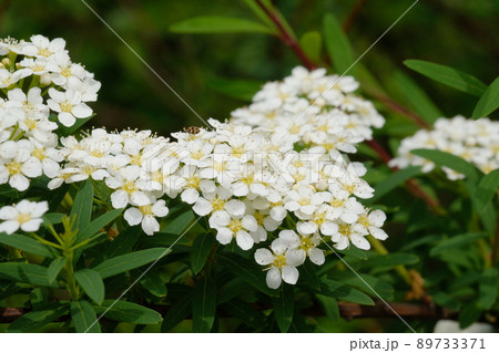 トサシモツケの花 89733371