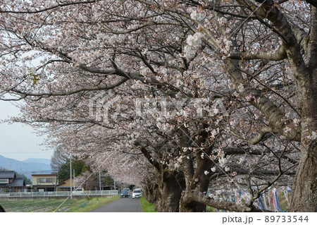 サクラと板屋川を泳ぐ鯉のぼり 89733544