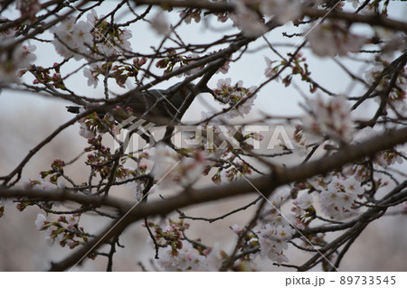 板屋川沿いに咲く桜にヒヨドリ 89733545