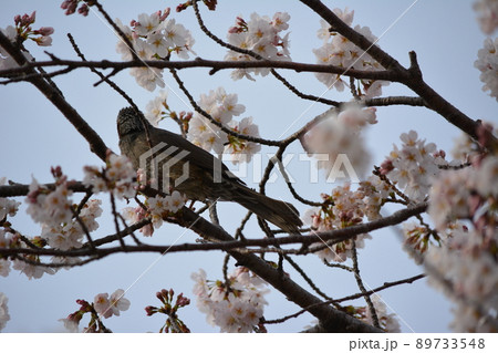 板屋川沿いに咲く桜にヒヨドリ 89733548