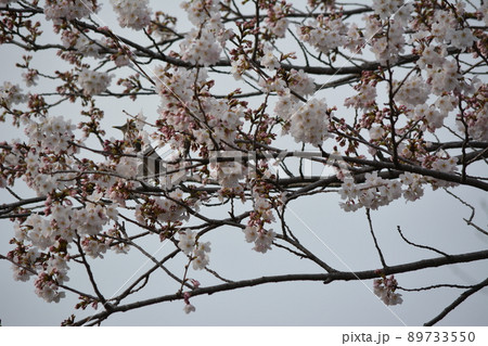 板屋川沿いに咲く桜にヒヨドリ 89733550