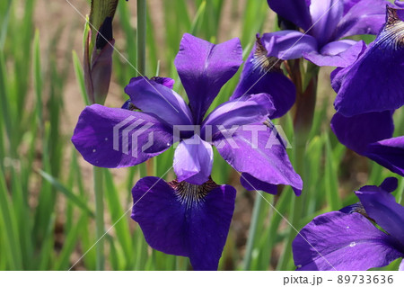 日本の春の公園に咲く紫色のアヤメの花 89733636