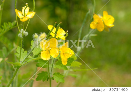 クサノオウの花 クサノオウの花 89734400