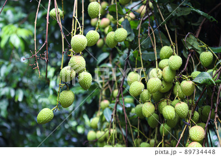 tasty and healthy litchi bunch in farm for harvest and sell 89734448