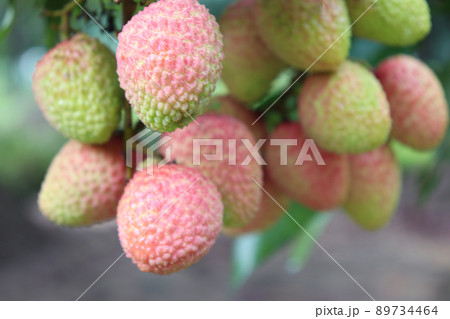 tasty and healthy litchi bunch in farm for harvest and sell tasty and healthy litchi bunch in farm for harvest and sell 89734464
