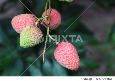tasty and healthy litchi bunch in farm for harvest and sell 89734468