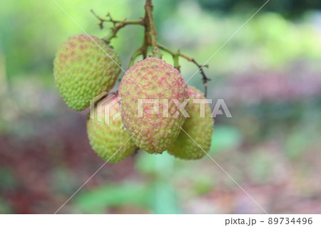 tasty and healthy litchi bunch in farm for harvest and sell tasty and healthy litchi bunch in farm for harvest and sell 89734496