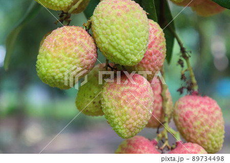 tasty and healthy litchi bunch in farm for harvest and sell 89734498