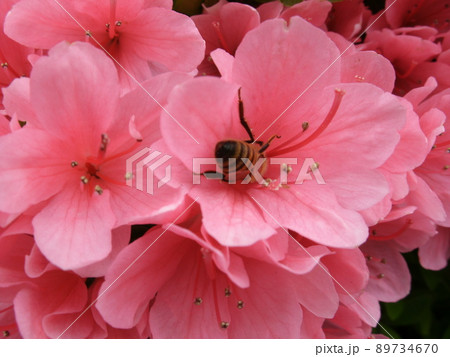 満開のピンク色のサツキ(ツツジ科)の花と潜り込む蜜蜂 満開のピンク色のサツキ(ツツジ科)の花と潜り込む蜜蜂 89734670