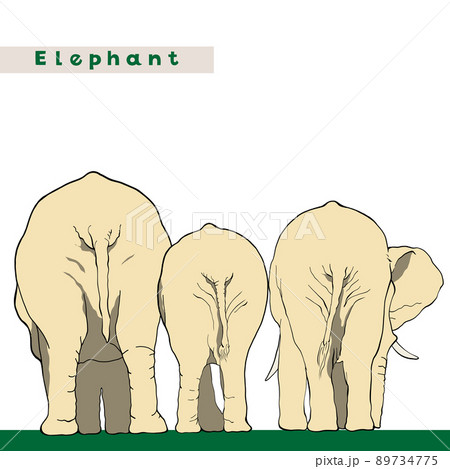 アフリカゾウ・ぞう・小象・ぞうの後ろ姿・3頭の象 89734775