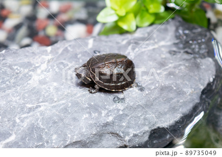 亀の赤ちゃん 亀の赤ちゃん 89735049