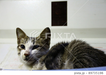 猫 ねこ ネコ 89735196