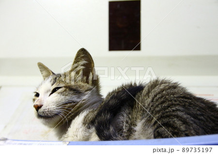 猫 ねこ ネコ 89735197