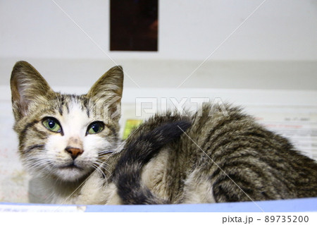 猫 ねこ ネコ 89735200