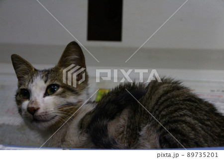 猫 ねこ ネコ 89735201