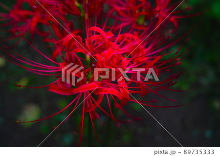 曼珠沙華 89735333