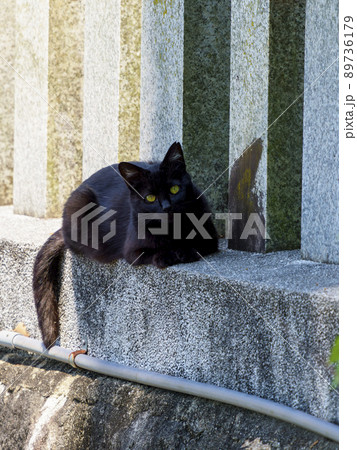 神社に住み着く地域猫 89736179