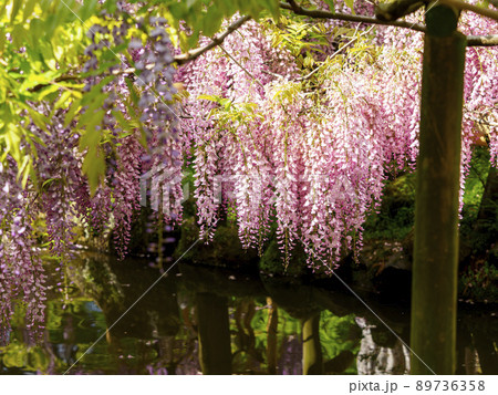 植物園に咲く藤の花 植物園に咲く藤の花 89736358