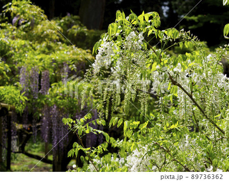 植物園に咲く藤の花 植物園に咲く藤の花 89736362