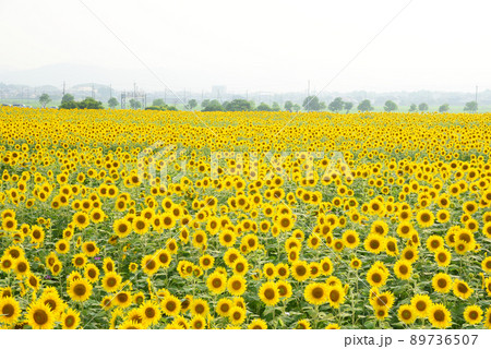 夏はやっぱりひまわり畑へGO! 89736507