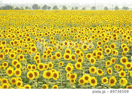 夏はやっぱりひまわり畑へGO! 89736509