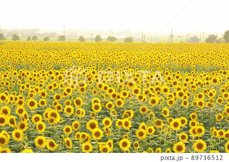 夏はやっぱりひまわり畑へGO! 89736512